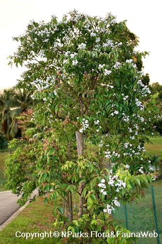 Syzygium zeylanicum, fruiting tree