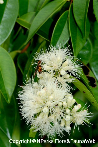 Syzygium zeylanicum, Syntomis huebneri (Day-flying Moths) feeding on flower nectar