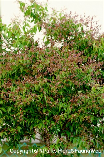 Syzygium zeylanicum, tree covered with young flush