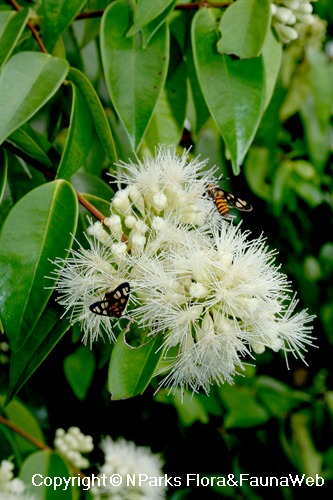 Syzygium zeylanicum, Syntomis huebneri (Day-flying Moths) feeding on flower nectar