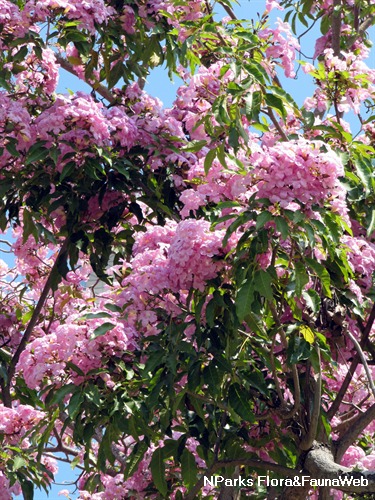 Tabebuia rosea - National Parks Board