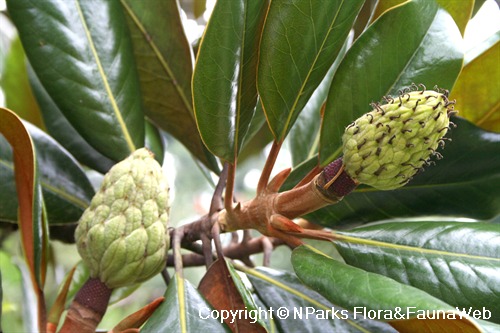 Magnolia grandiflora, developing fruits