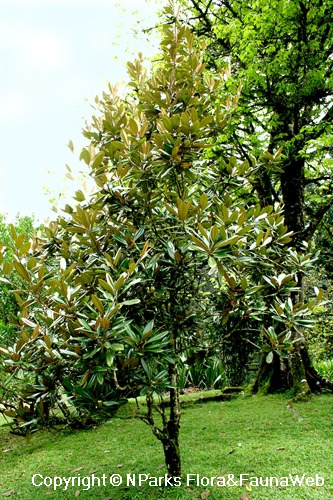 Magnolia grandiflora, tree