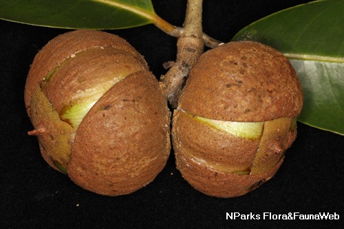 NParks | Kayea ferruginea