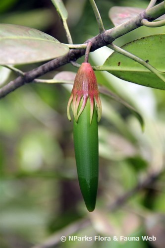 Propagule
