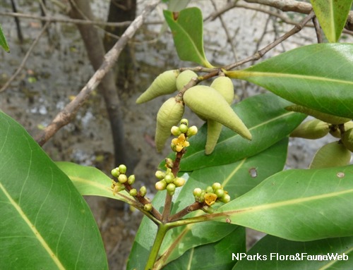 Propagules