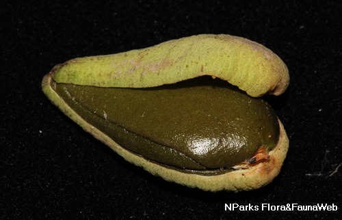 NParks | Avicennia alba