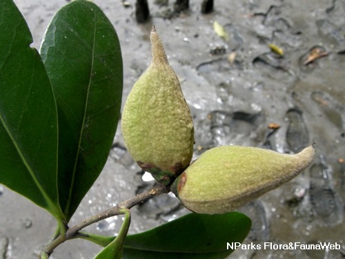 Propagule