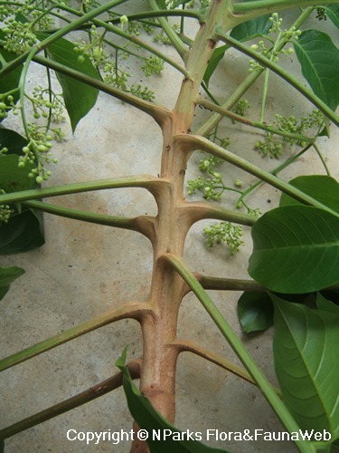 Dracontomelon dao - petiole & stem