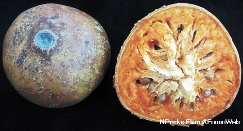 Aegle marmelos in kannada discount