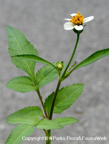 Nparks Bidens Pilosa