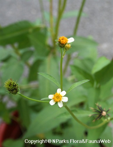 Nparks Bidens Pilosa