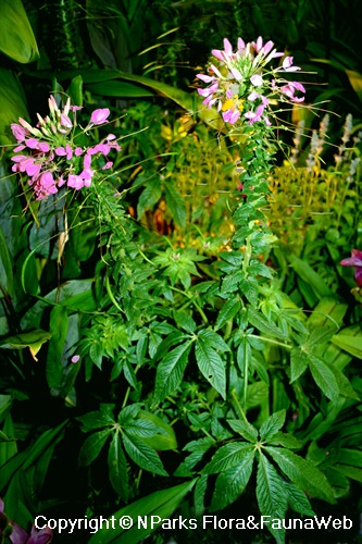 Cleome hassleriana, flowering plants