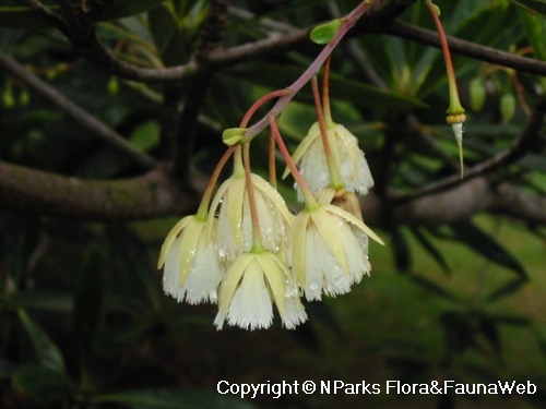 Elaeocarpus hainanensis, pendulous flowers