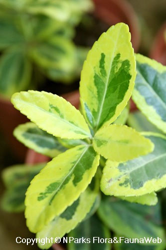Image of Euonymus emerald and gold leaves venation
