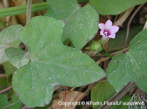 Ipomoea triloba, flowering plant