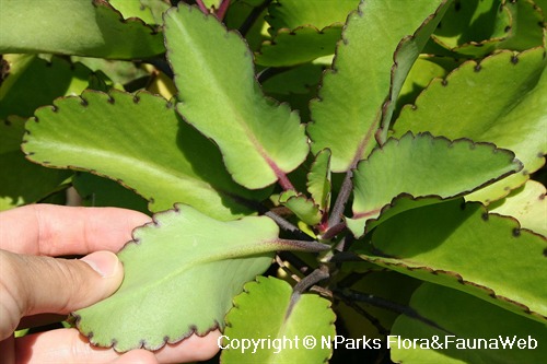 NParks | Kalanchoe pinnata