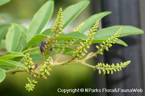 NParks | Callerya reticulata
