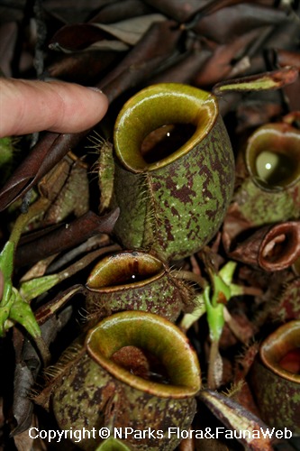 Nepenthes ampullaria (speckled), lower pitchers