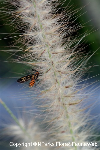 Pennisetum alopecuroides - fruit-forming inflorescence with resting Syntomis huebneri (Day-flying Moth)