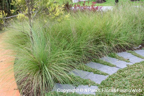 Pennisetum alopecuroides - young plants