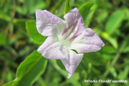 NParks | Ruellia repens