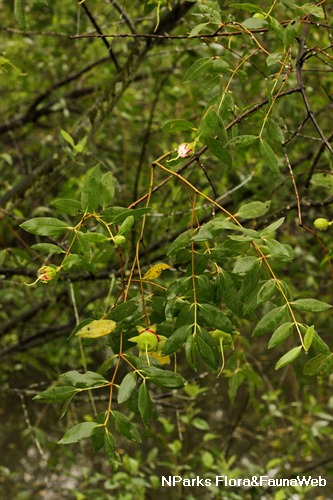 NParks | Sonneratia caseolaris