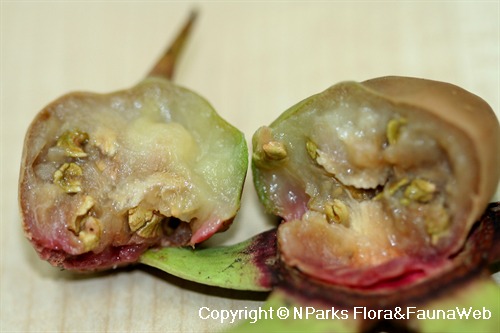 NParks | Sonneratia caseolaris