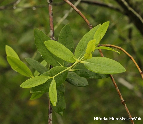 NParks | Sonneratia caseolaris