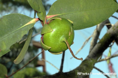 NParks | Sonneratia caseolaris
