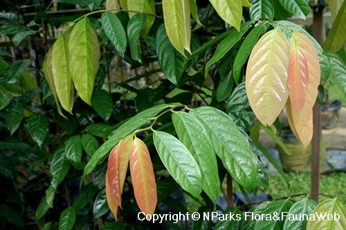 Stelechocarpus burahol, maturing young leaves