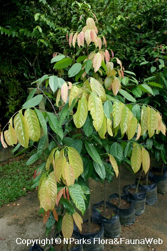 Stelechocarpus burahol, sapling with young flush