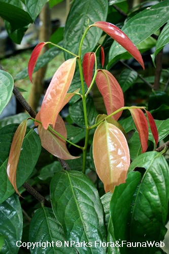 Stelechocarpus burahol, red young leaves
