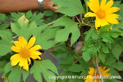 Tithonia diversifolia on sale