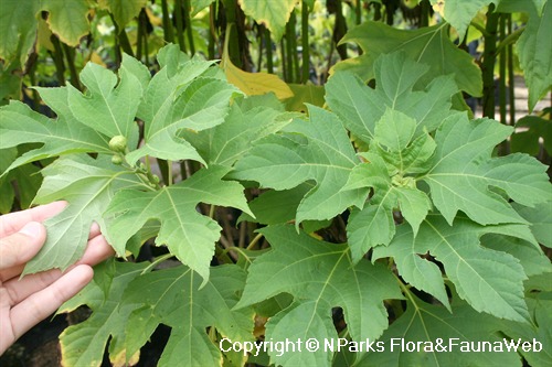 NParks Tithonia diversifolia