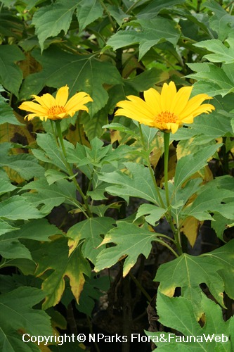 Tithonia diversifolia on sale