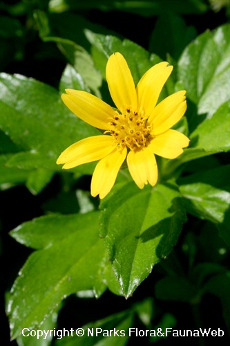 NParks | Sphagneticola trilobata