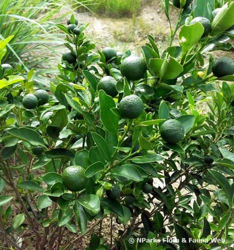 calamondin citrus microcarpa