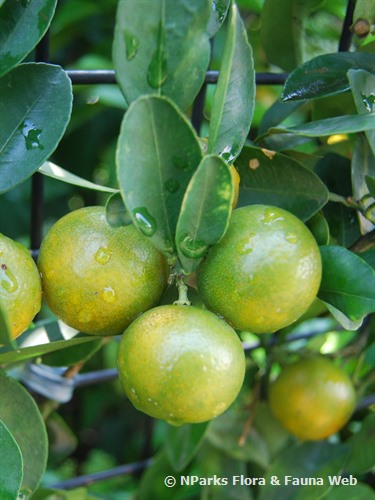calamansi scientific name