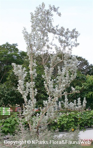 Conocarpus erectus var. sericeus, grown as tree