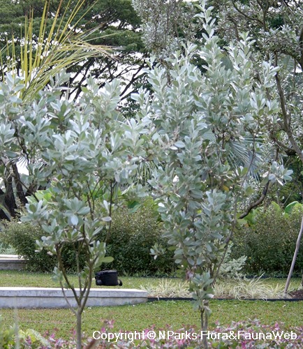 Conocarpus erectus var. sericeus plants, grown as shrubs