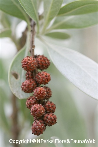 Conocarpus erectus var. sericeus, mature fruits (close-up)