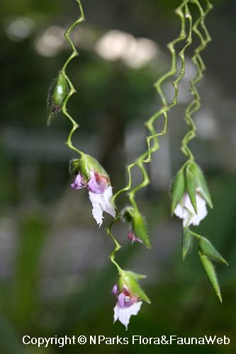 Thalia geniculata f. ruminoides, close-up view of flowers