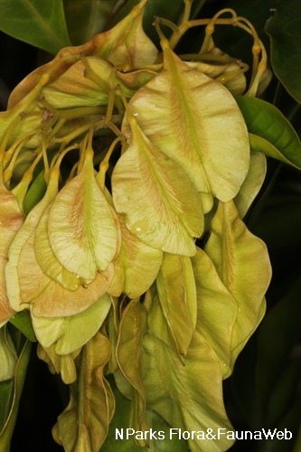 NParks | Pteleocarpa lamponga