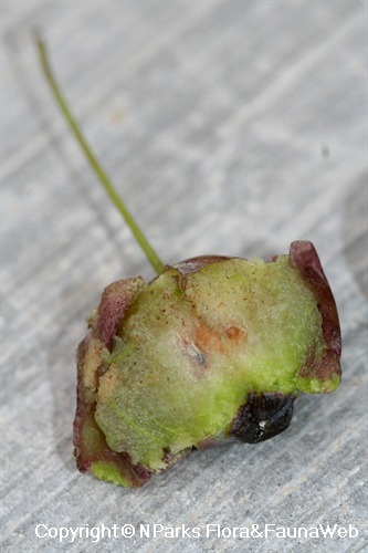 Myrtus communis - dissected berry showing transulent pulp
