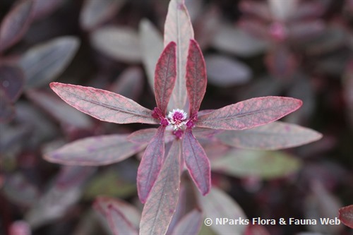 | Alternanthera 'Red'