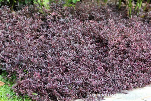 | Alternanthera 'Red'