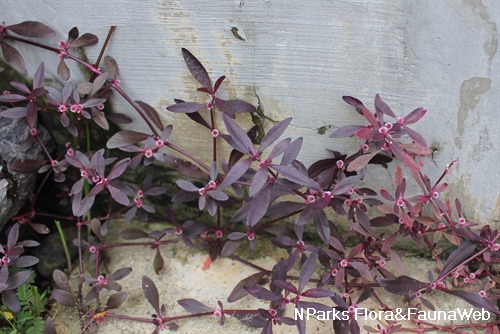 | Alternanthera 'Red'