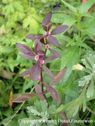 | Alternanthera 'Red'