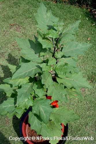 Semi di Melanzana Africano - Melanzana Rossa (Solanum aethiopicum